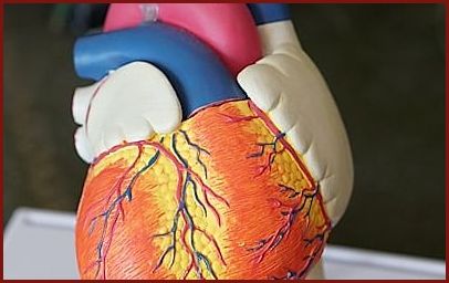 Vascular System